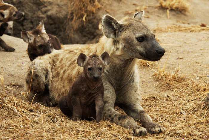 tumblr_mtmy4rwl3G1sf40xbo1_1280